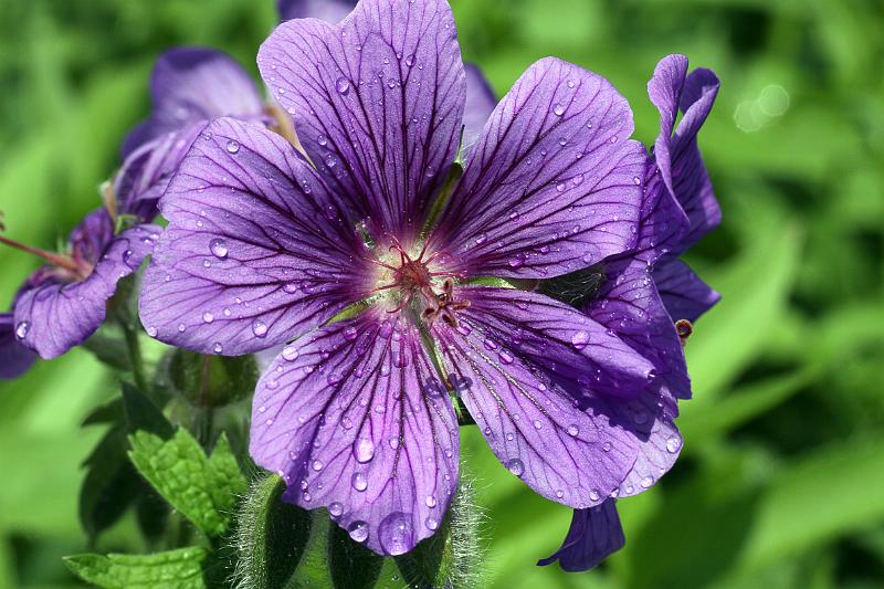 Blüte des Prachtstorchschnabel.JPG - Blüte des Prachtstorchschnabel